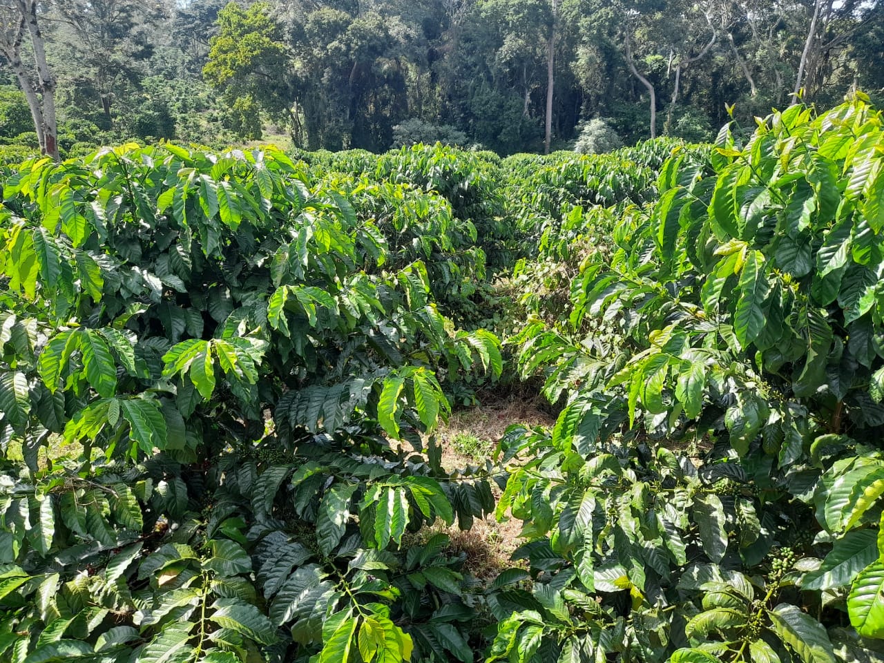 Coffee Plantation