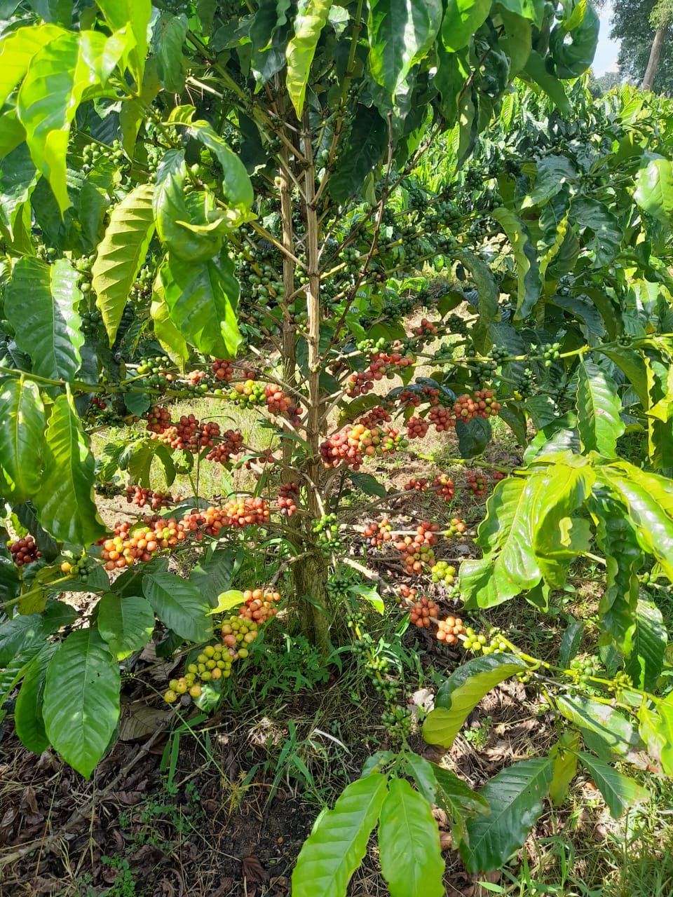 Coffee Trees