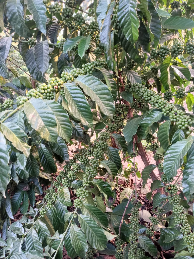 Young Coffee Trees