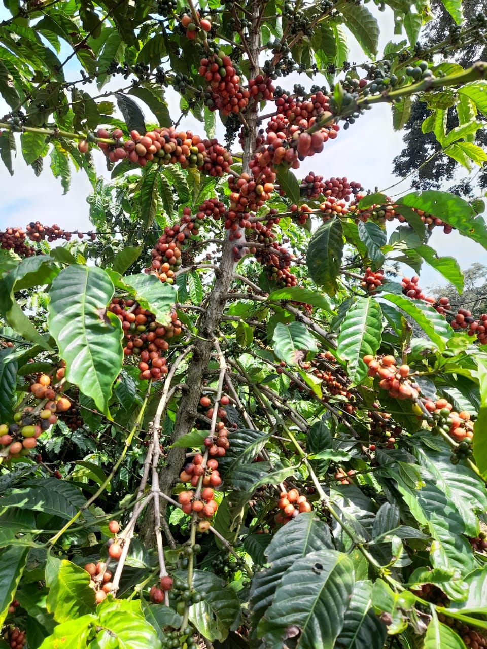 Ripe Coffee